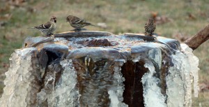 rock-column-bird-bath-fountain-winter
