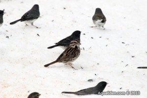Birds at feeder in MN