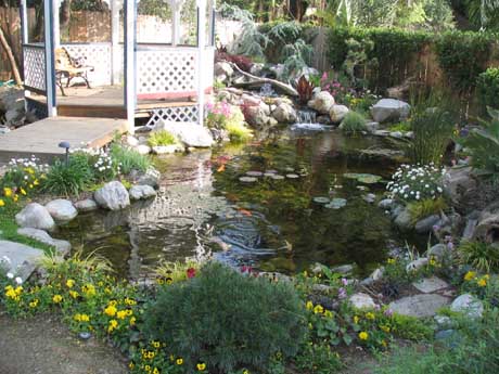 Eric Triplett's (owner of Exotic Aquatics) personal home pond