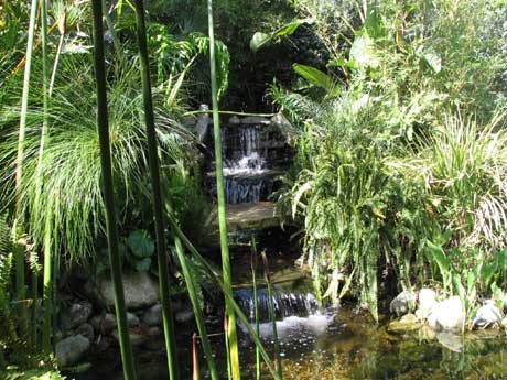 A tropical waterscape created by The Pond Diggers