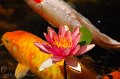 koi-and-flower