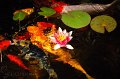 koi-and-pink-flower
