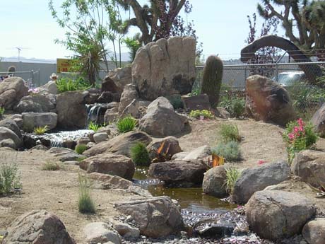 Display pond at a local nursery with a prehistoric theme