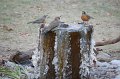 flicker-robin-water-fountain-chat