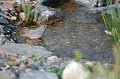 gray-catbird-stream-pond