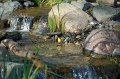 nashville-warbler-water-feature