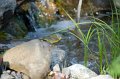 nashville-warbler-waterfall