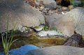 tennessee-warbler-pond
