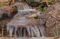 backyard-waterfall-stream4