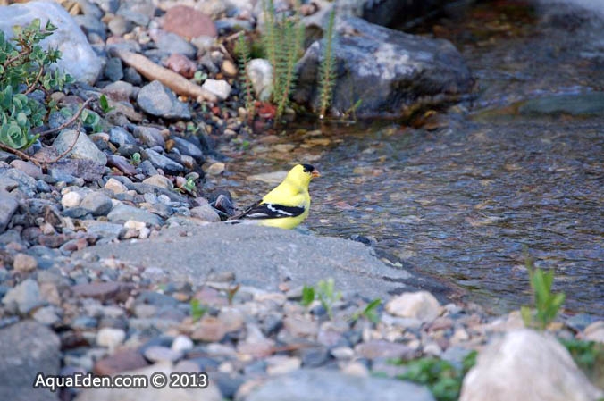 goldfinch-waterfall-stream-mn