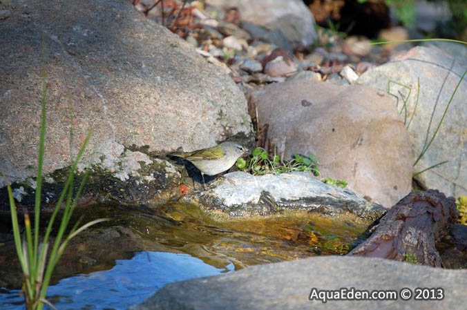 tennessee-warbler-pond