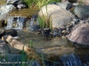 cowbird-stream-bath