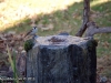 house-sparrow-fountain-minnesota