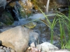 nashville-warbler-waterfall-minnesota