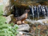robin-waterfall-faribault-minnesota
