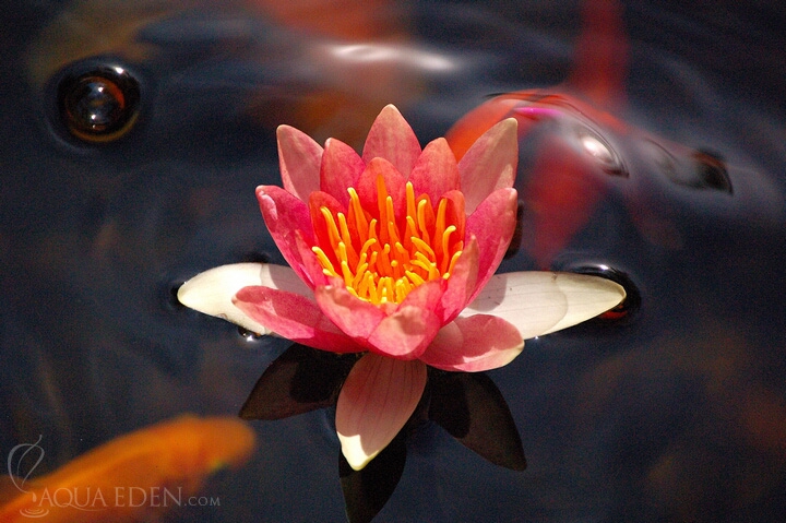pink-lily-in-pond