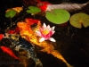 koi-and-pink-flower