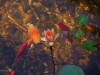 pink-lily-pond