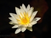 white-lily-in-pond