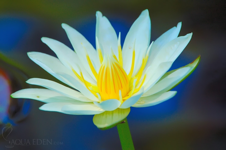 white-lilypad-flower