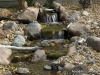 backyard-bird-waterfall-medford-minnesota
